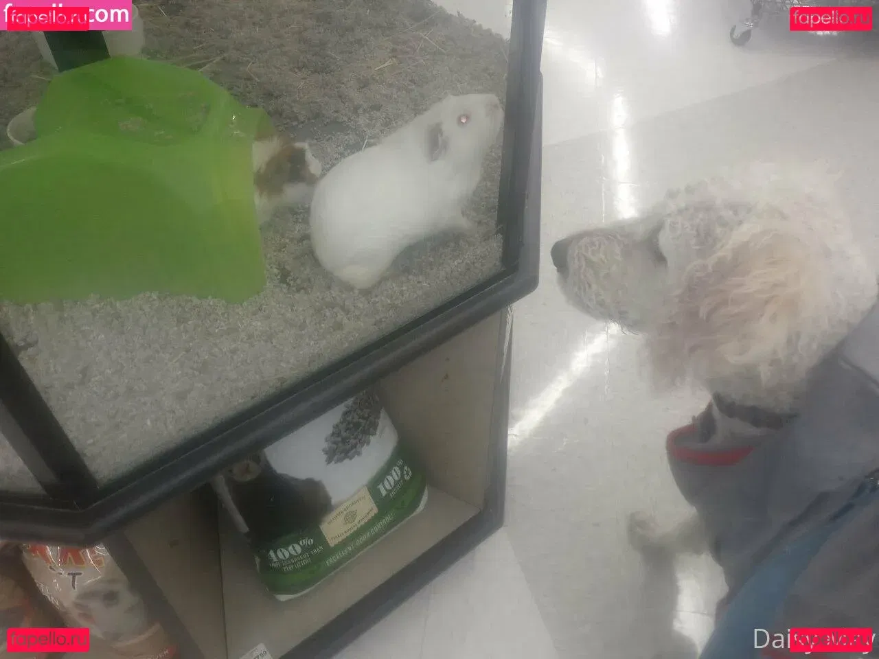 doitwithdaisy Onlyfans Photo Gallery 