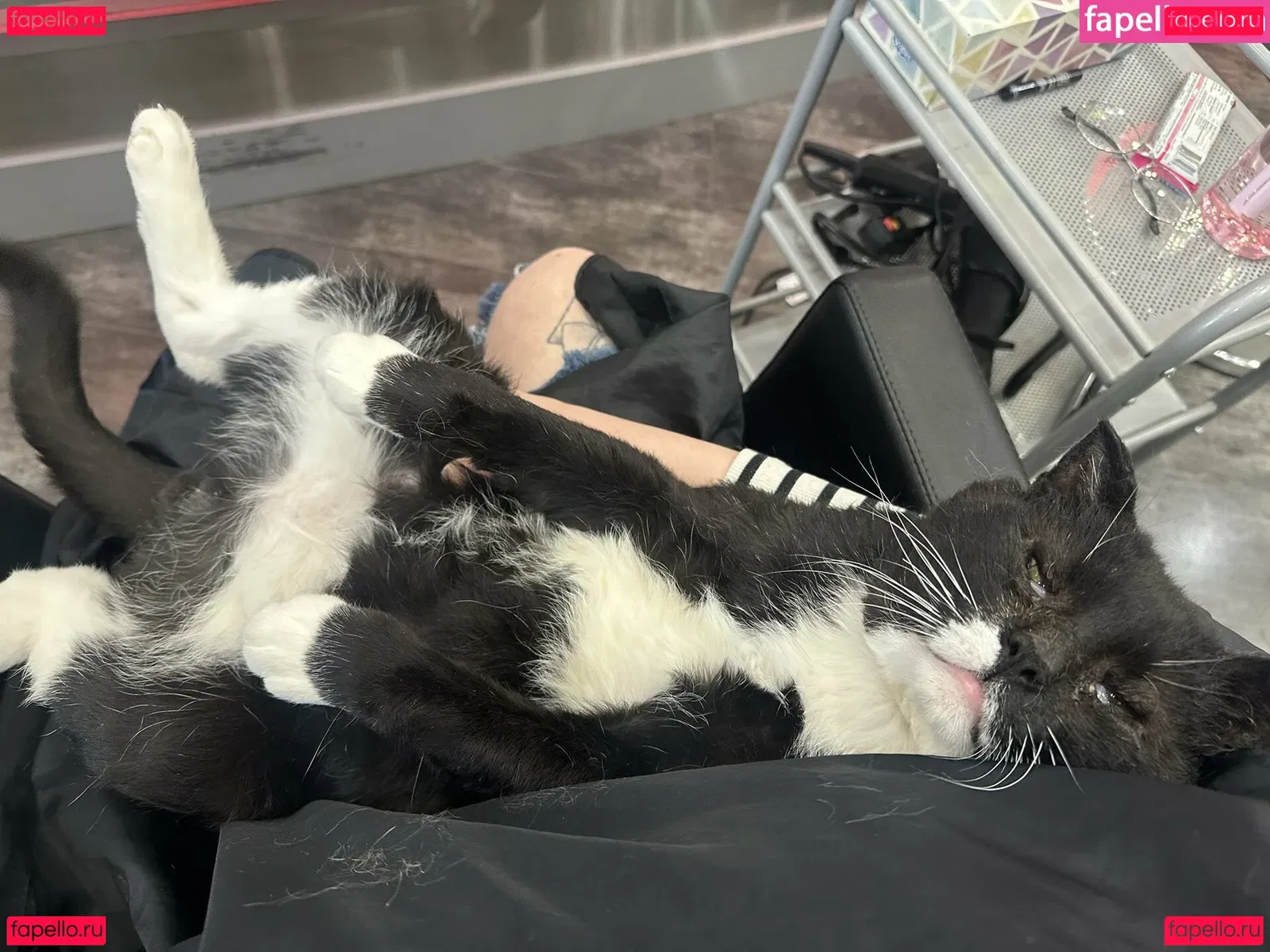 CottontailVA Onlyfans Photo Gallery 