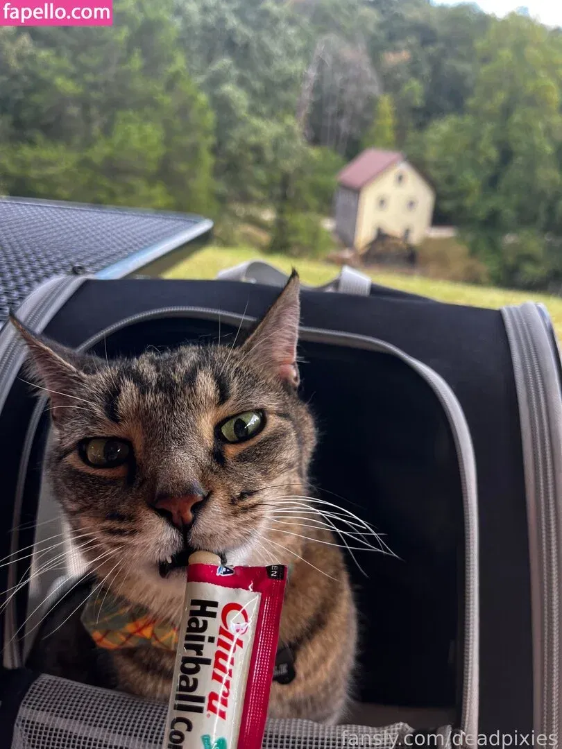 deadpixies Onlyfans Photo Gallery 