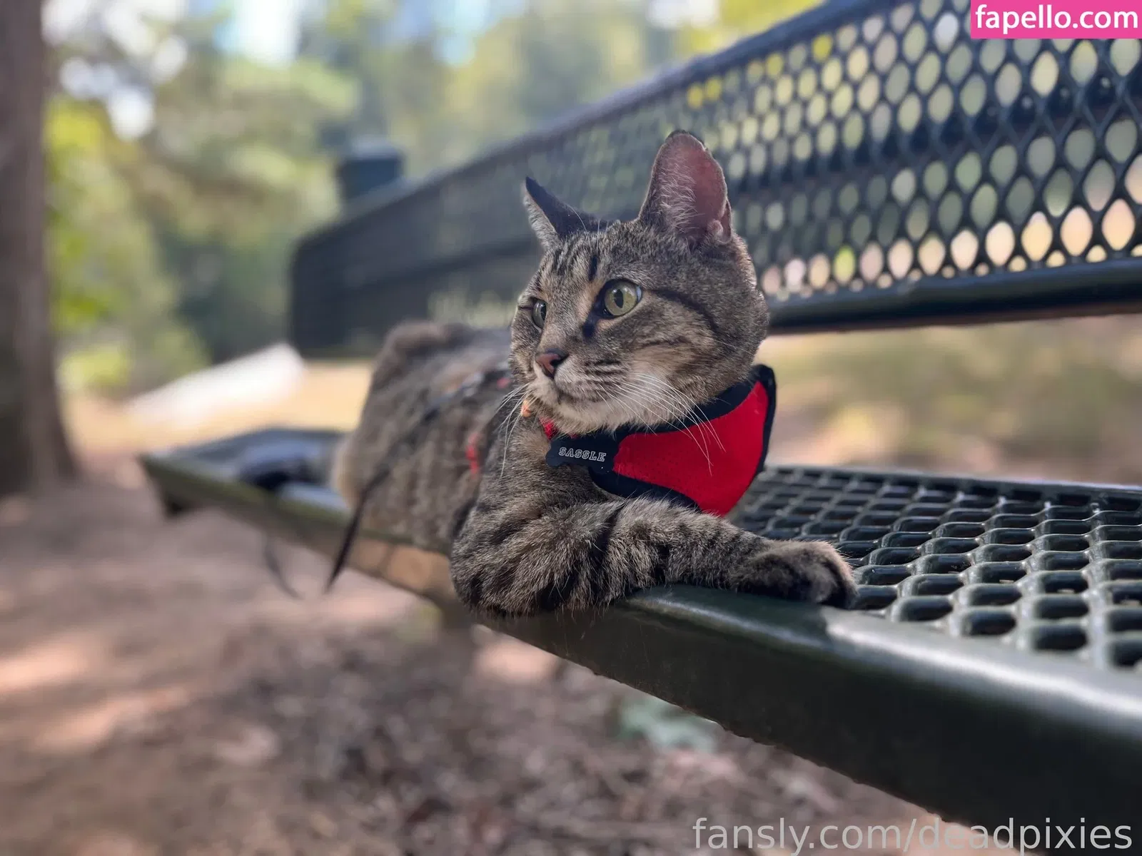 deadpixies Onlyfans Photo Gallery 