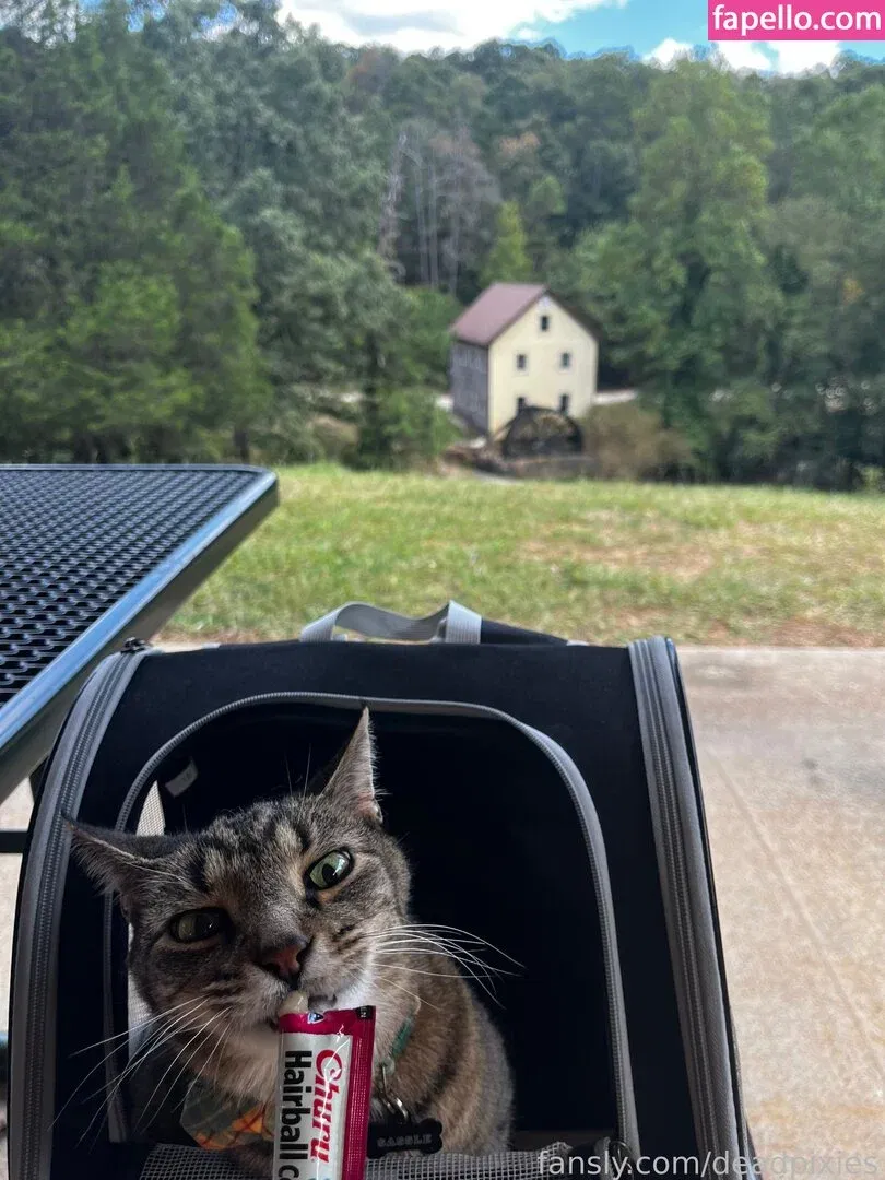 deadpixies Onlyfans Photo Gallery 