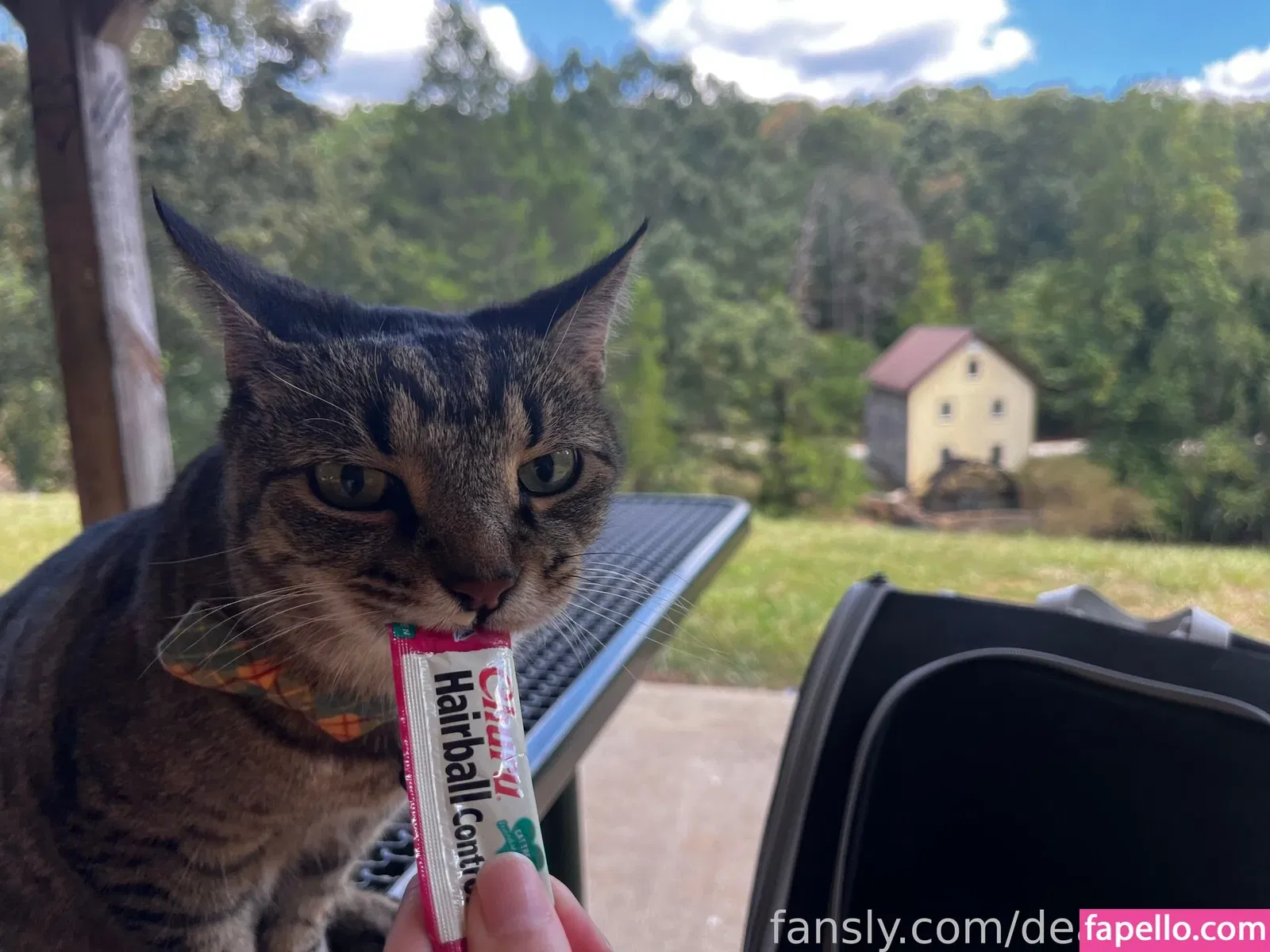 deadpixies Onlyfans Photo Gallery 