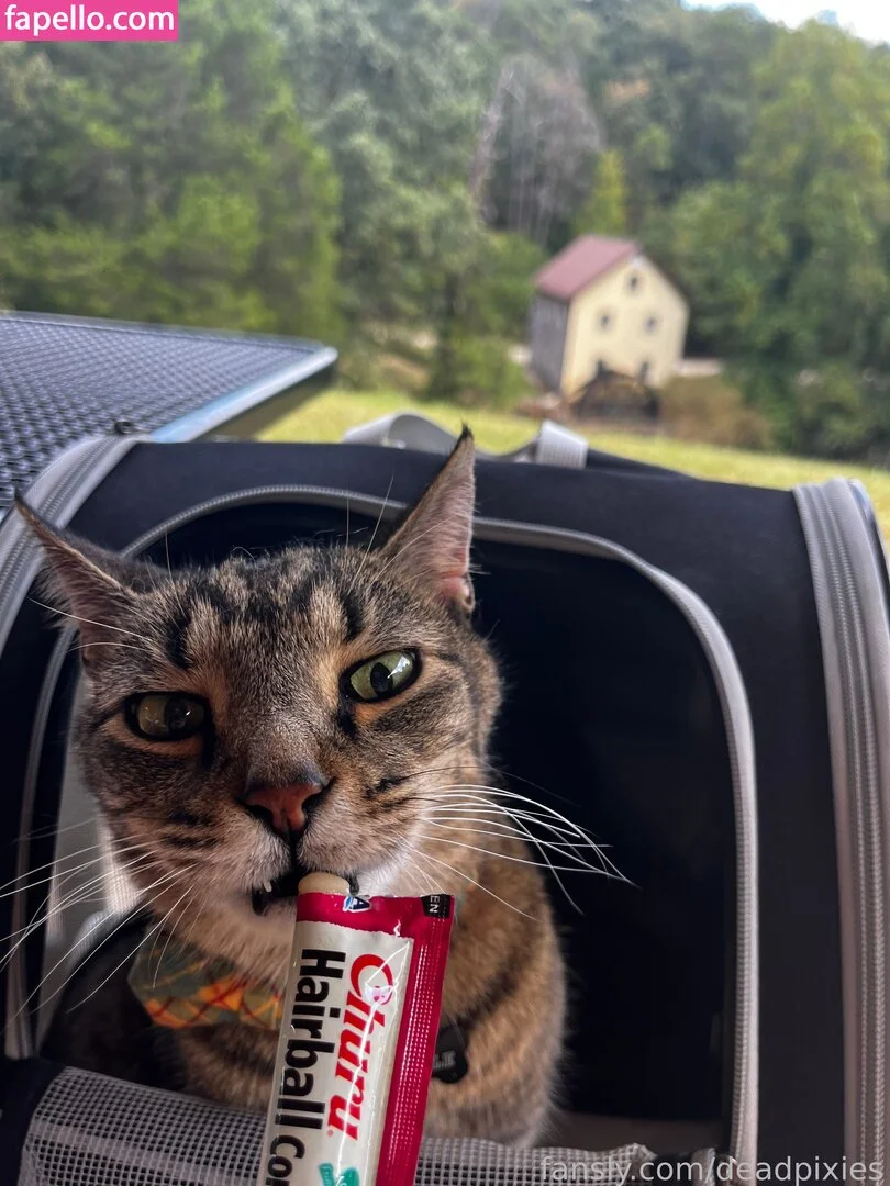 deadpixies Onlyfans Photo Gallery 