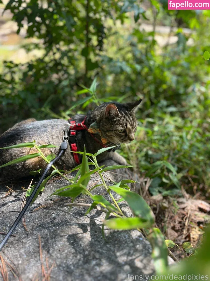 deadpixies Onlyfans Photo Gallery 