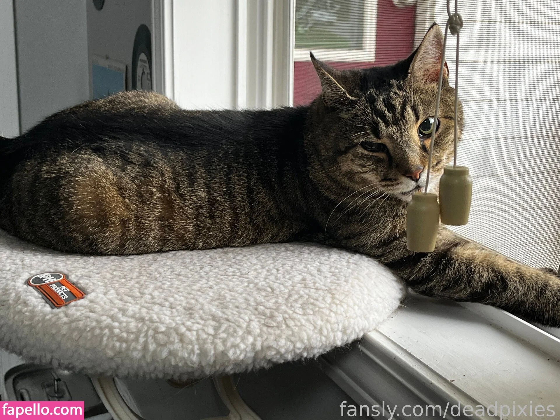 deadpixies Onlyfans Photo Gallery 