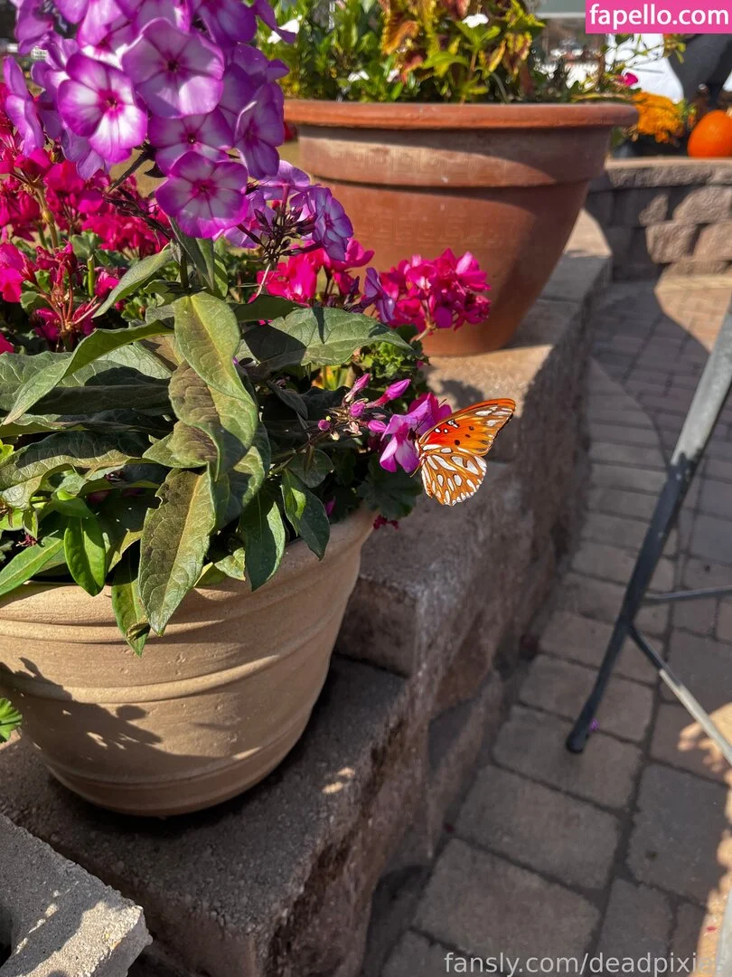 deadpixies Onlyfans Photo Gallery 