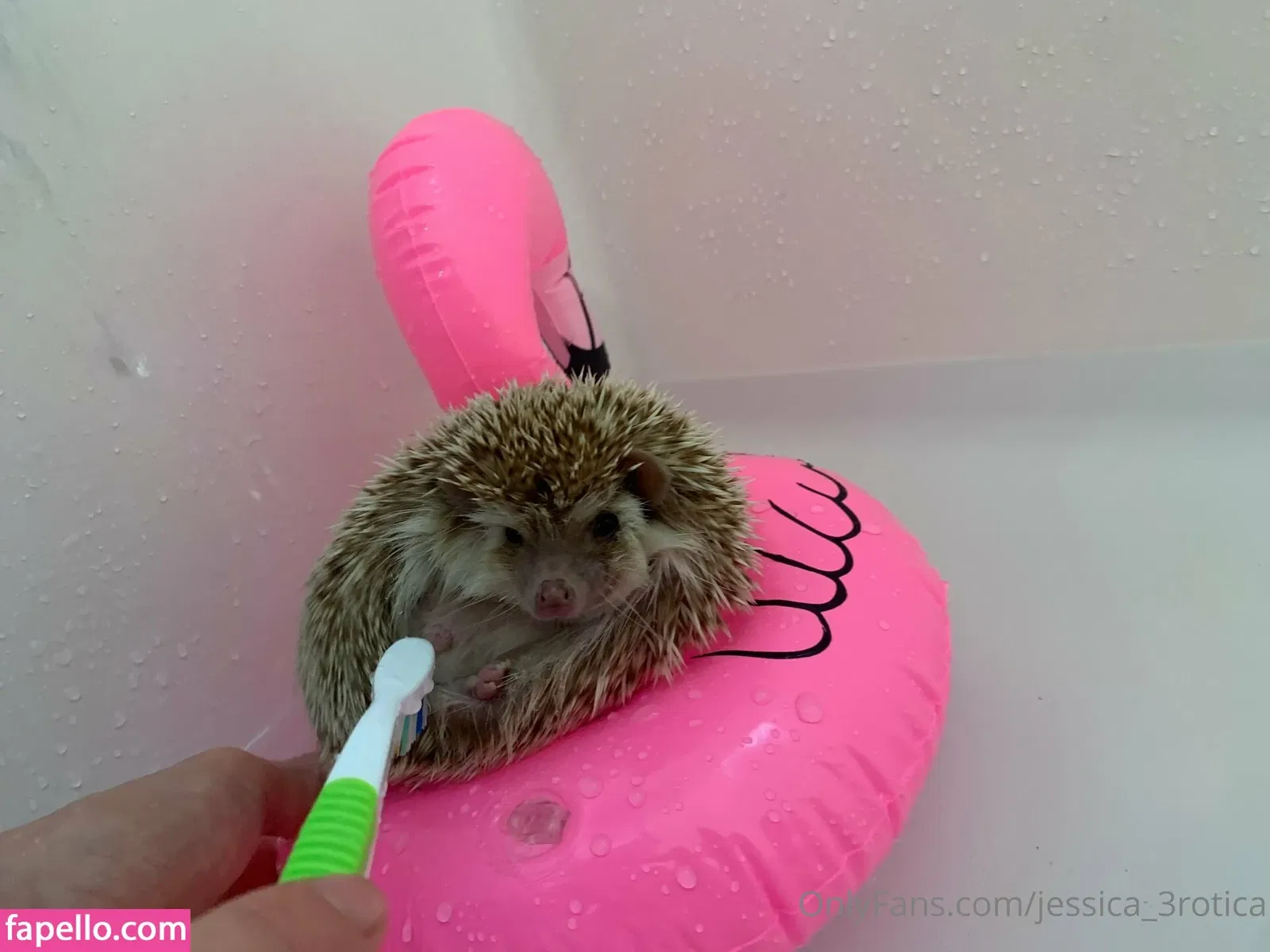 jessica_beelove Onlyfans Photo Gallery 