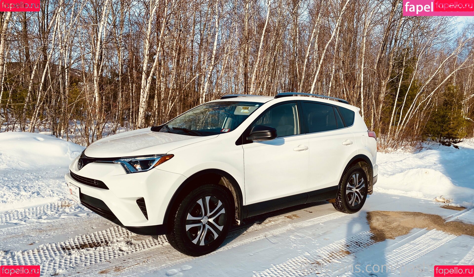 pashavixen Onlyfans Photo Gallery 