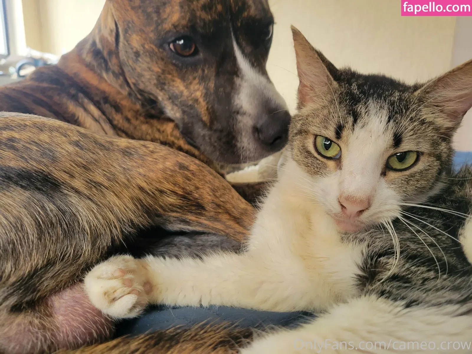 cameo.crow Onlyfans Photo Gallery 