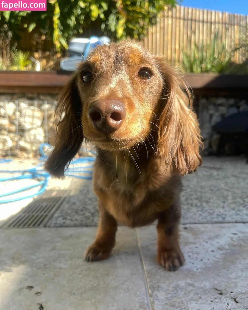 Alisha Pertini Onlyfans Photo Gallery 