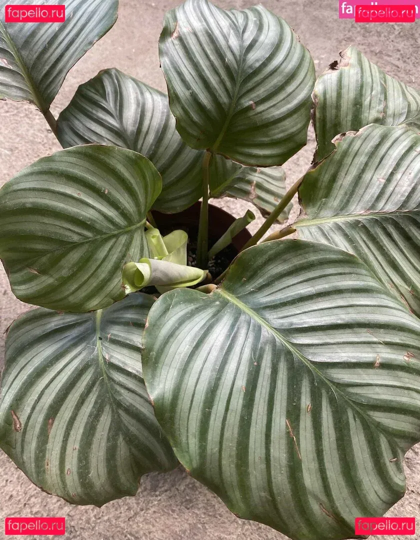 explicitcherry Onlyfans Photo Gallery 