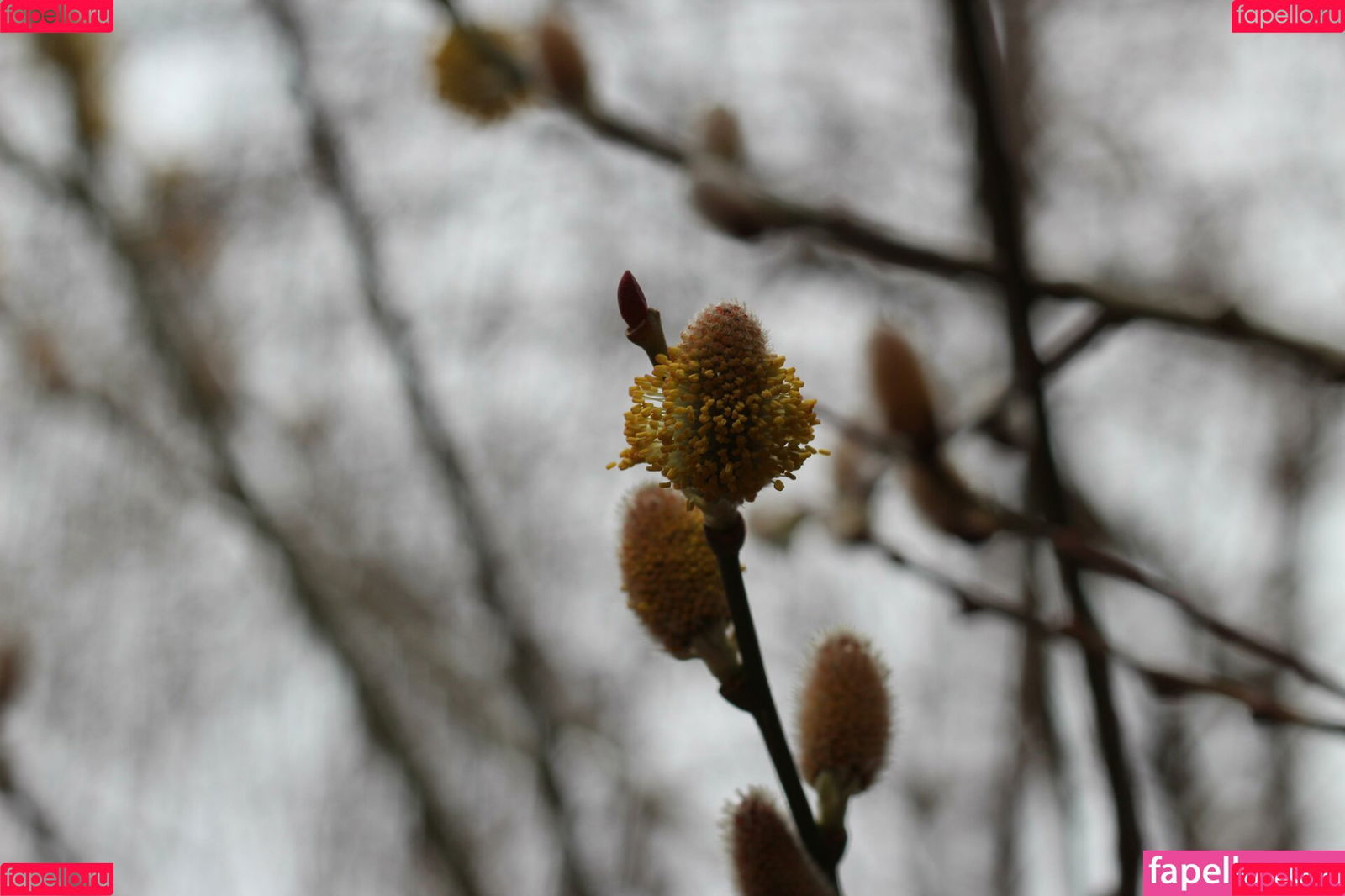 adelynmoore Onlyfans Photo Gallery 