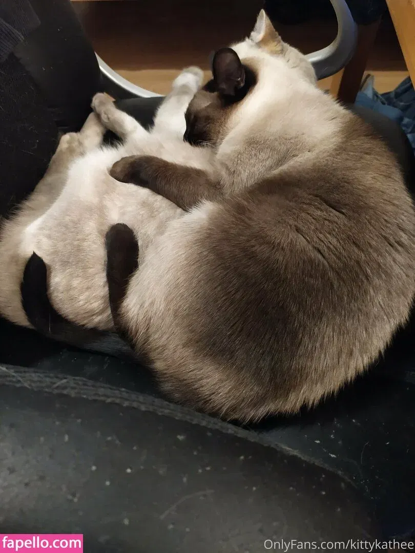 kittykathee Onlyfans Photo Gallery 