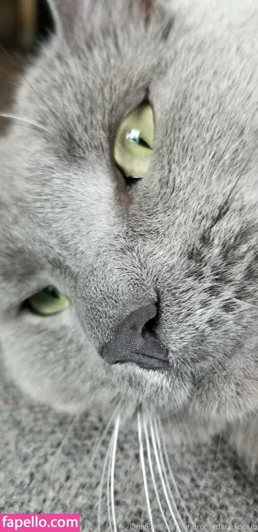 andromedanekoclub Onlyfans Photo Gallery 