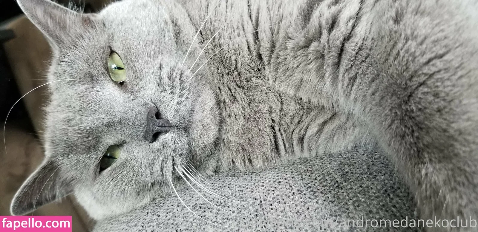 andromedanekoclub Onlyfans Photo Gallery 