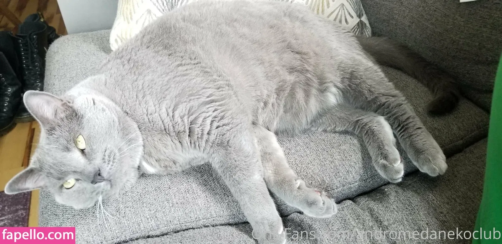 andromedanekoclub Onlyfans Photo Gallery 