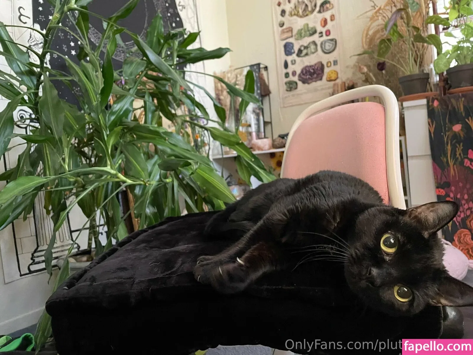 plutoastrology Onlyfans Photo Gallery 