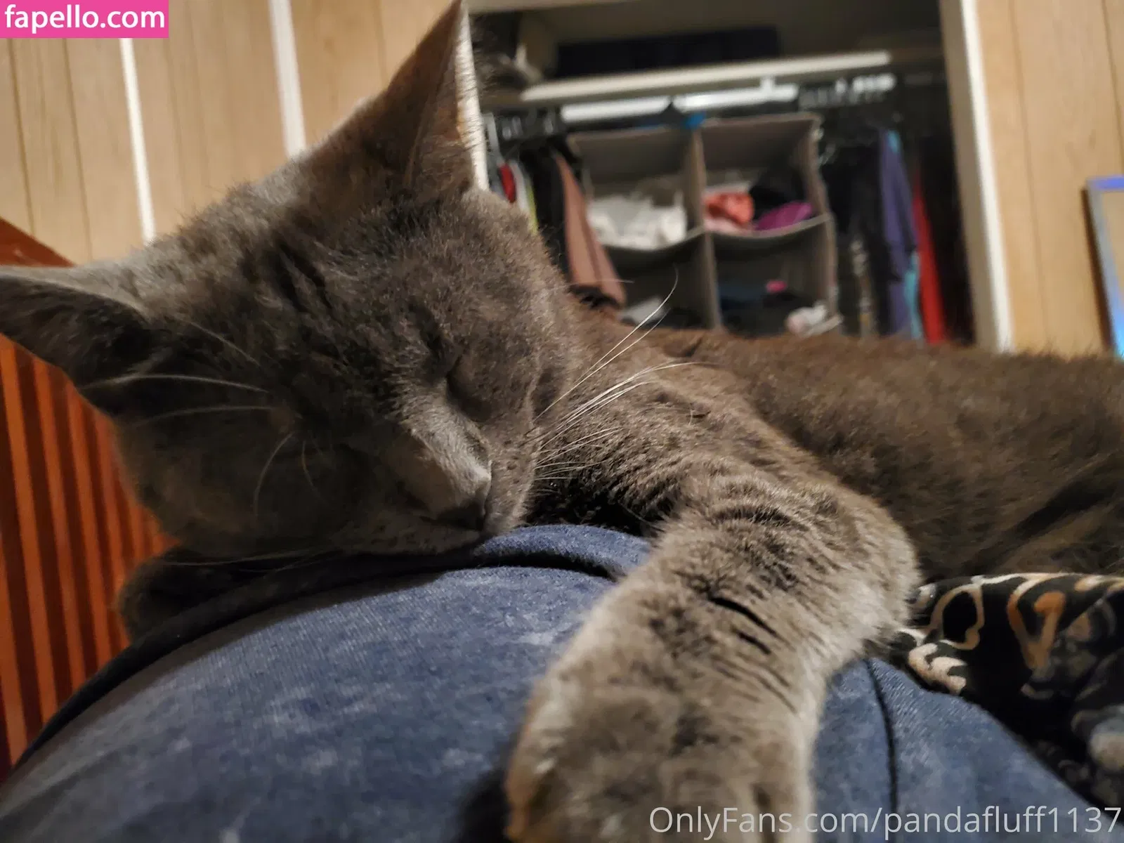 pandafluff1137 Onlyfans Photo Gallery 