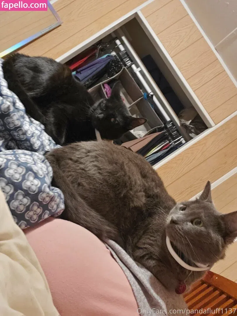 pandafluff1137 Onlyfans Photo Gallery 