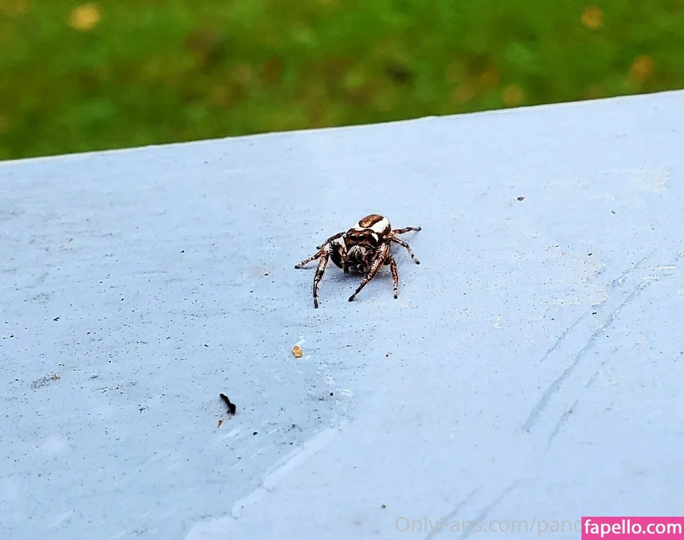 pandafluff1137 Onlyfans Photo Gallery 