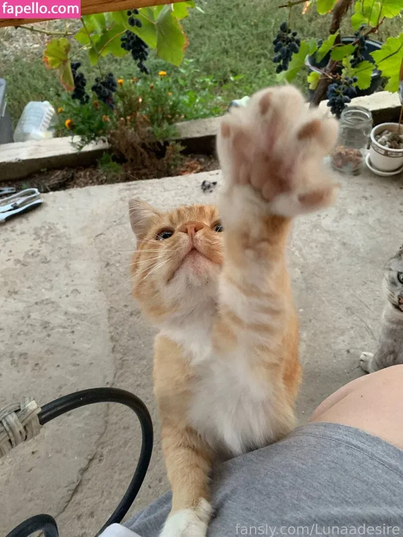 Lunaadesire Onlyfans Photo Gallery 