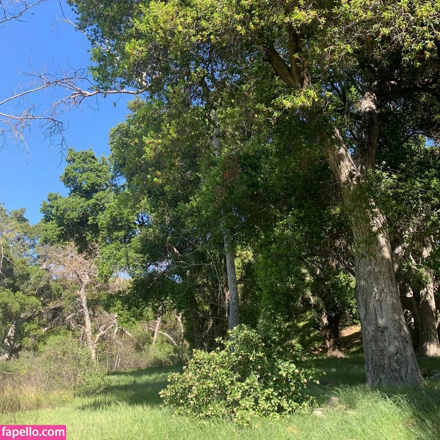 SyrenSerene Onlyfans Photo Gallery 