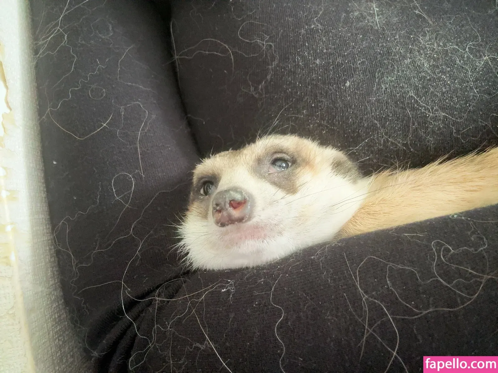 Alice Otsu Onlyfans Photo Gallery 