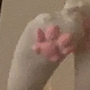 denpafish Onlyfans Photo Gallery 