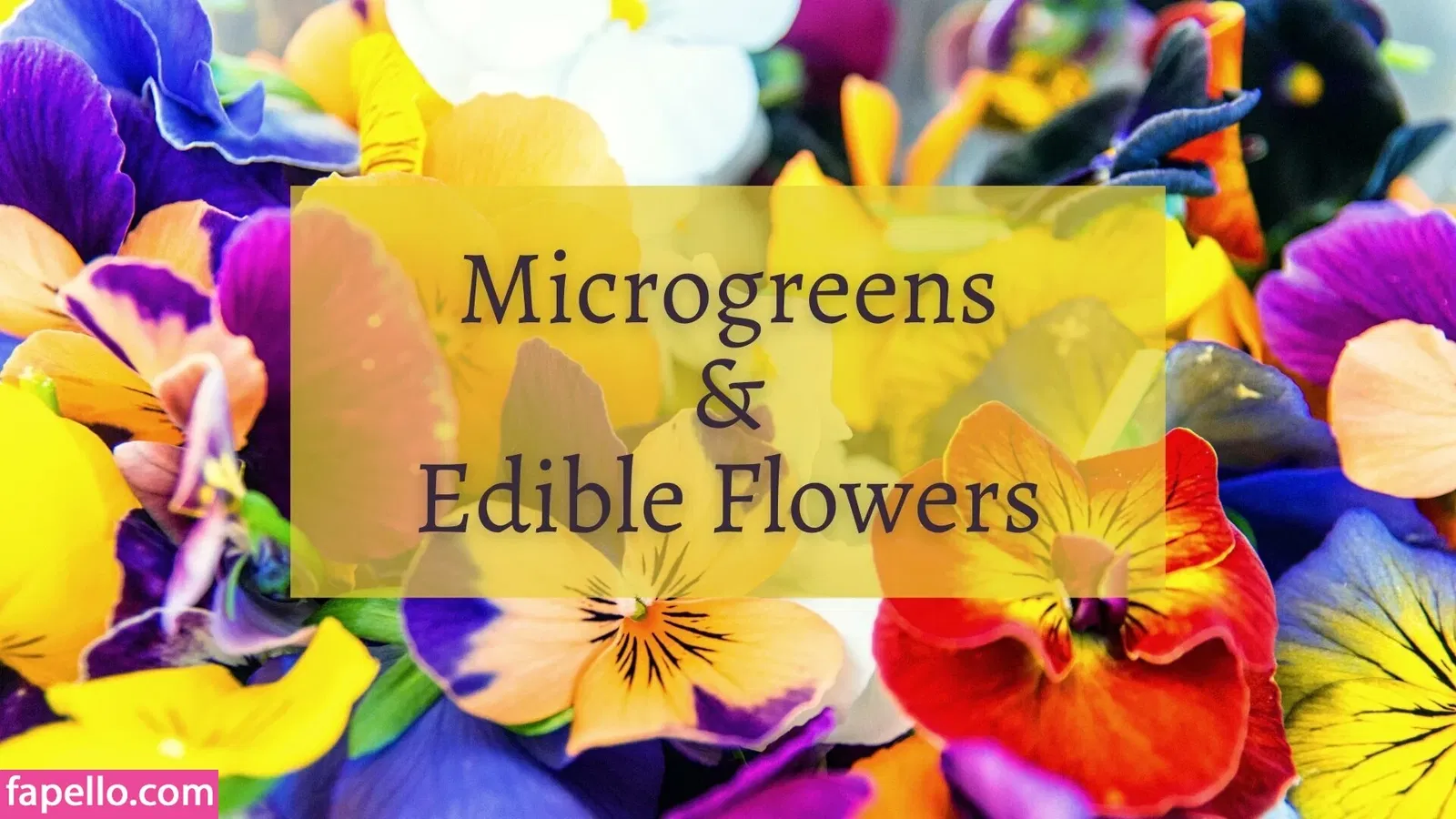 love_vera Onlyfans Photo Gallery 