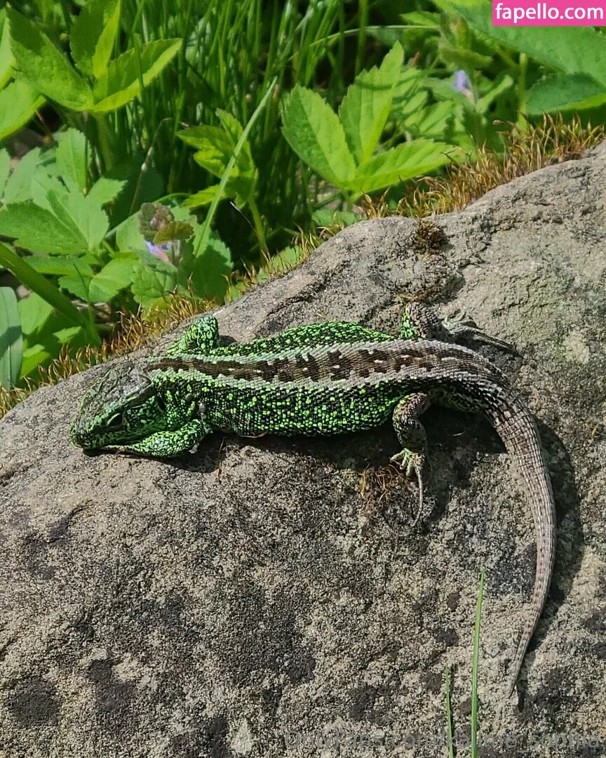 Kallme_sophia Onlyfans Photo Gallery 