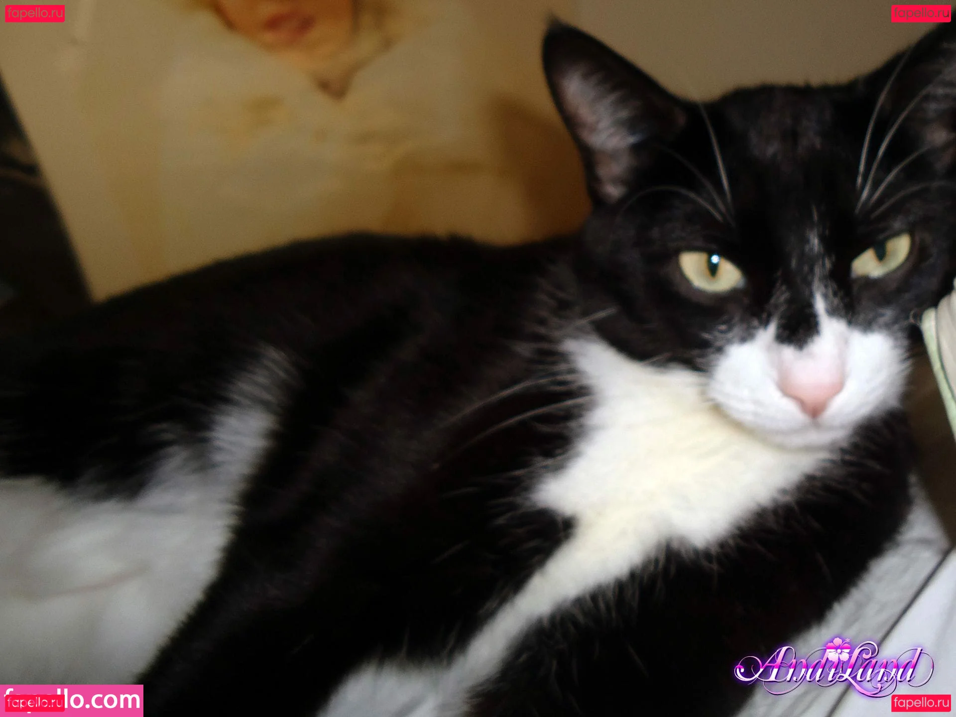 Andi Land Onlyfans Photo Gallery 