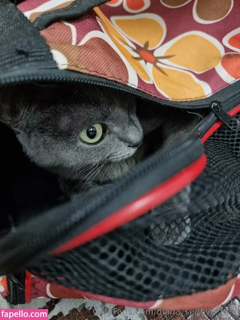 diana_sedova_free Onlyfans Photo Gallery 