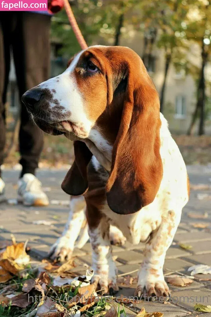 freedomsun Onlyfans Photo Gallery 