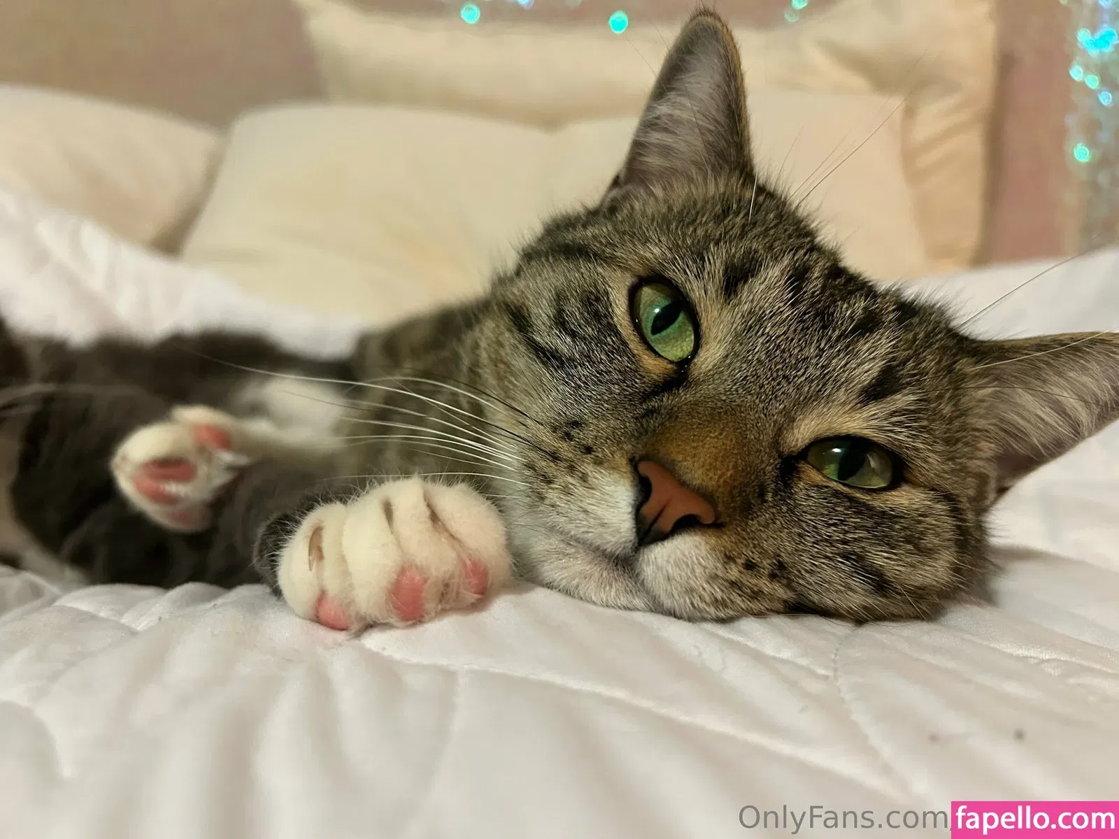 bikinibites Onlyfans Photo Gallery 