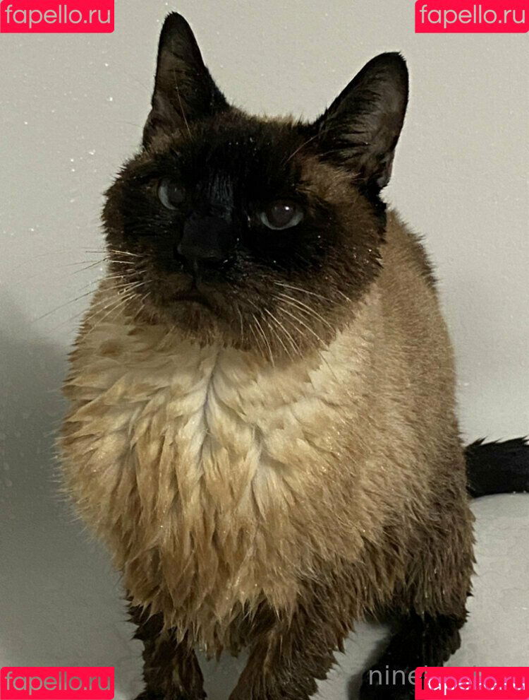 freebunbun Onlyfans Photo Gallery 