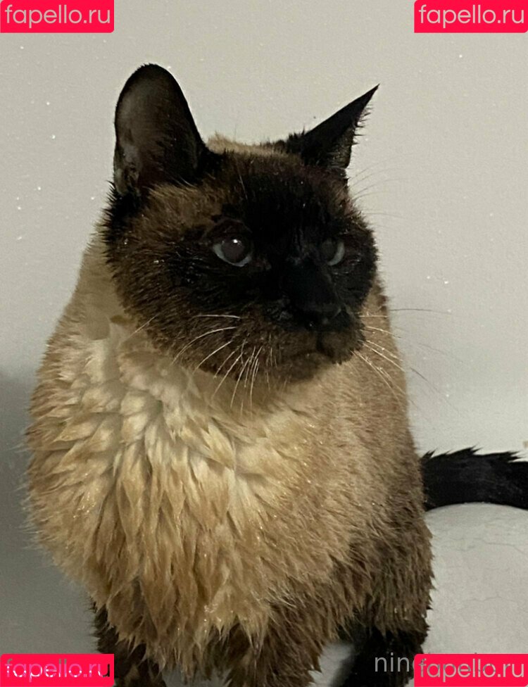 freebunbun Onlyfans Photo Gallery 