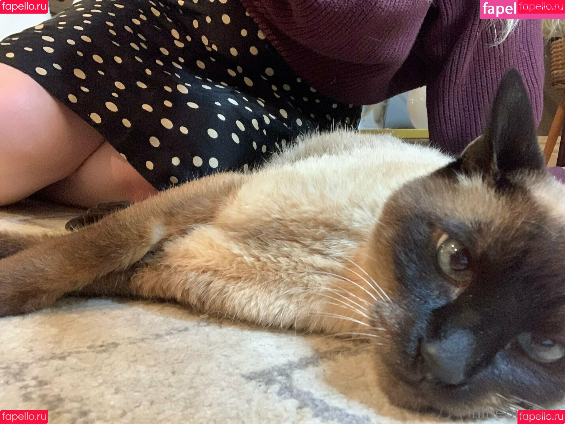 freebunbun Onlyfans Photo Gallery 