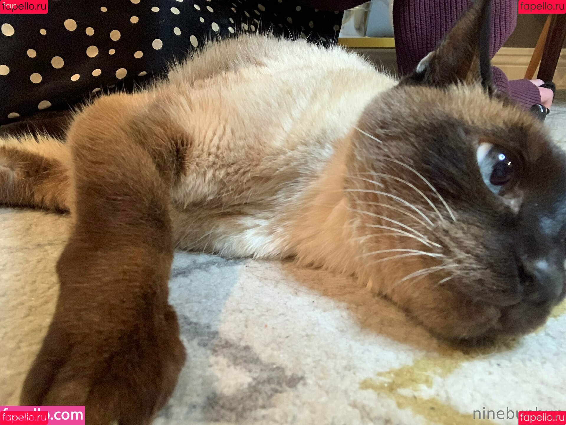 freebunbun Onlyfans Photo Gallery 