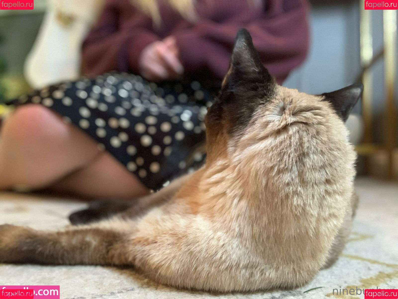 freebunbun Onlyfans Photo Gallery 