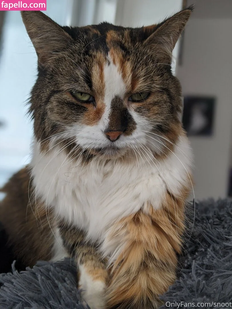 snoot Onlyfans Photo Gallery 