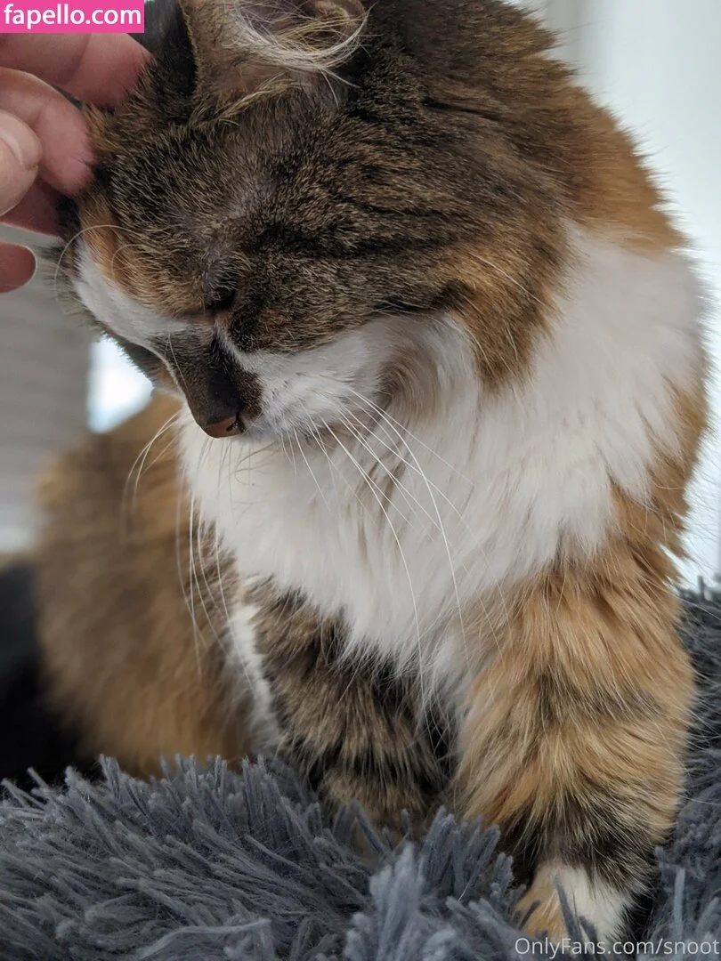 snoot Onlyfans Photo Gallery 