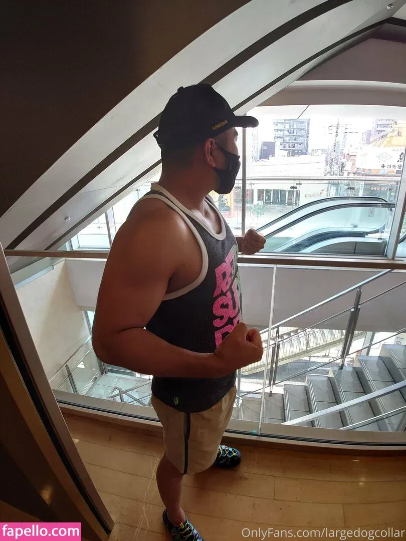 largedogcollar Onlyfans Photo Gallery 