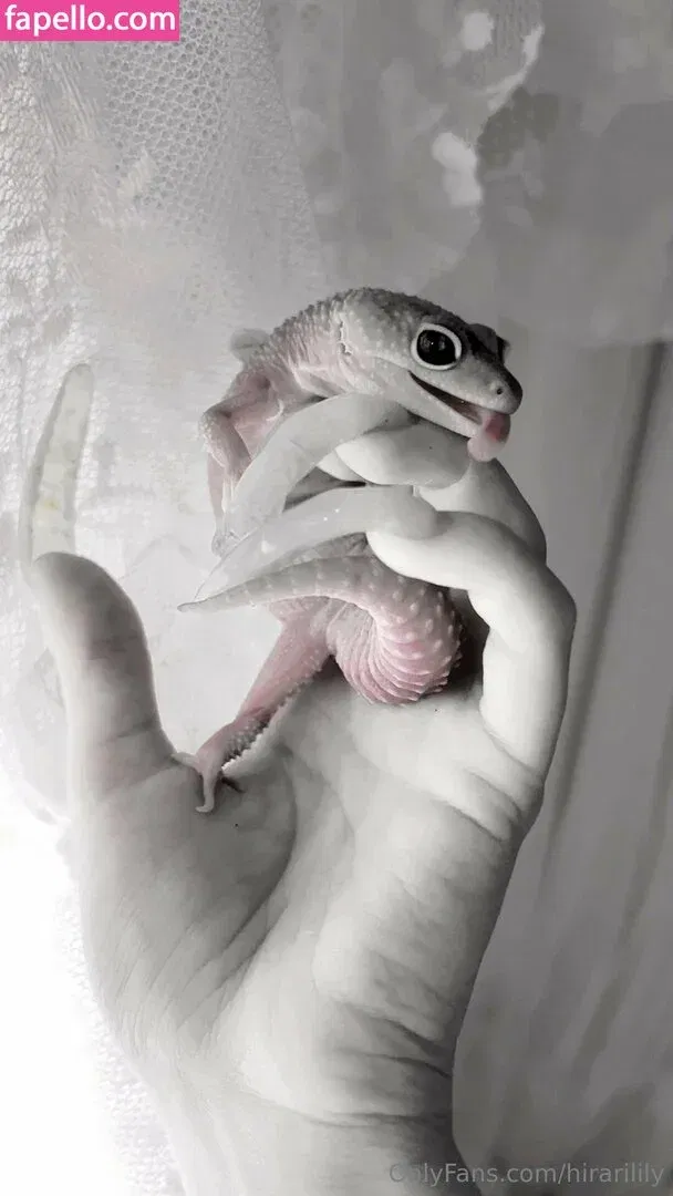 hirarilily Onlyfans Photo Gallery 