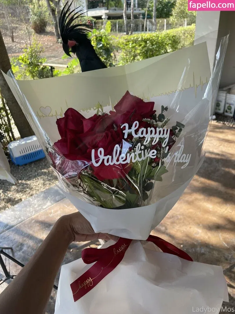 ladyboymos Onlyfans Photo Gallery 