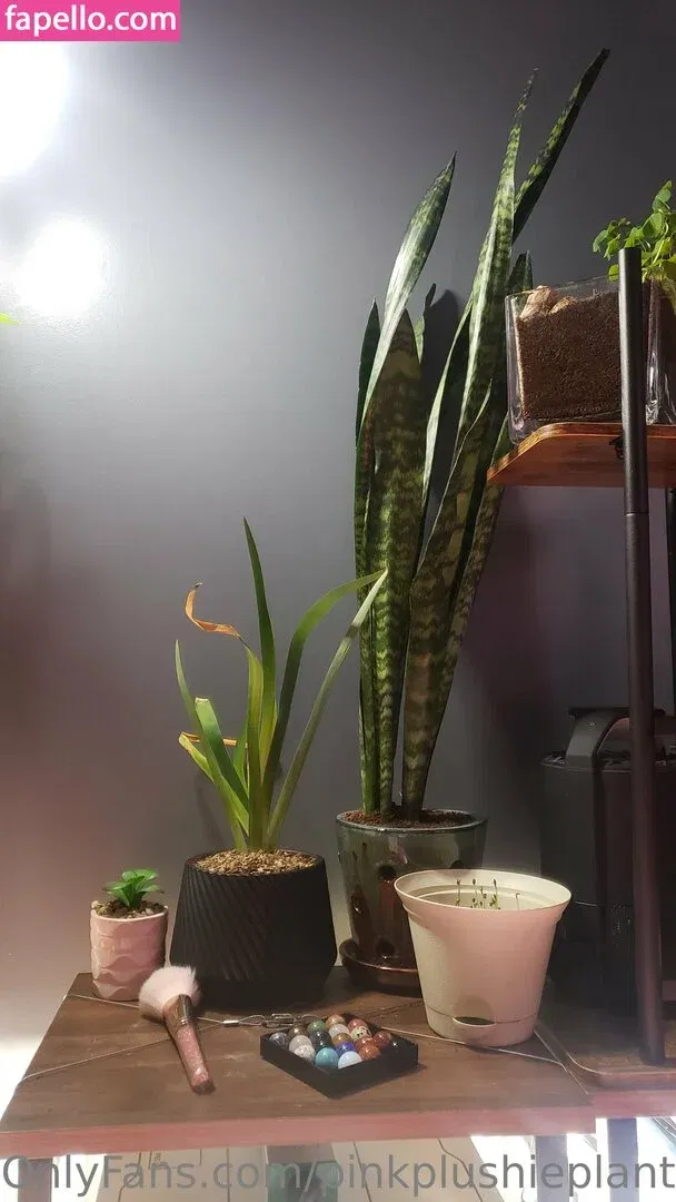 pinkplushieplants Onlyfans Photo Gallery 