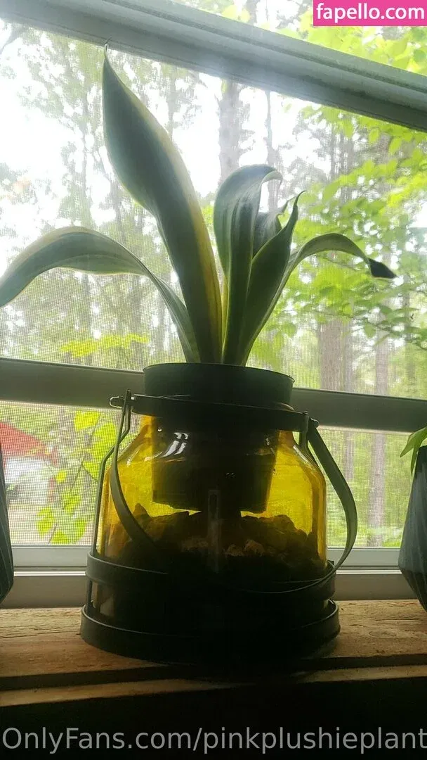 pinkplushieplants Onlyfans Photo Gallery 