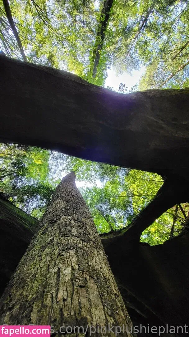 pinkplushieplants Onlyfans Photo Gallery 