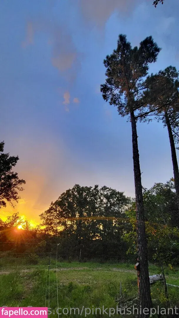 pinkplushieplants Onlyfans Photo Gallery 