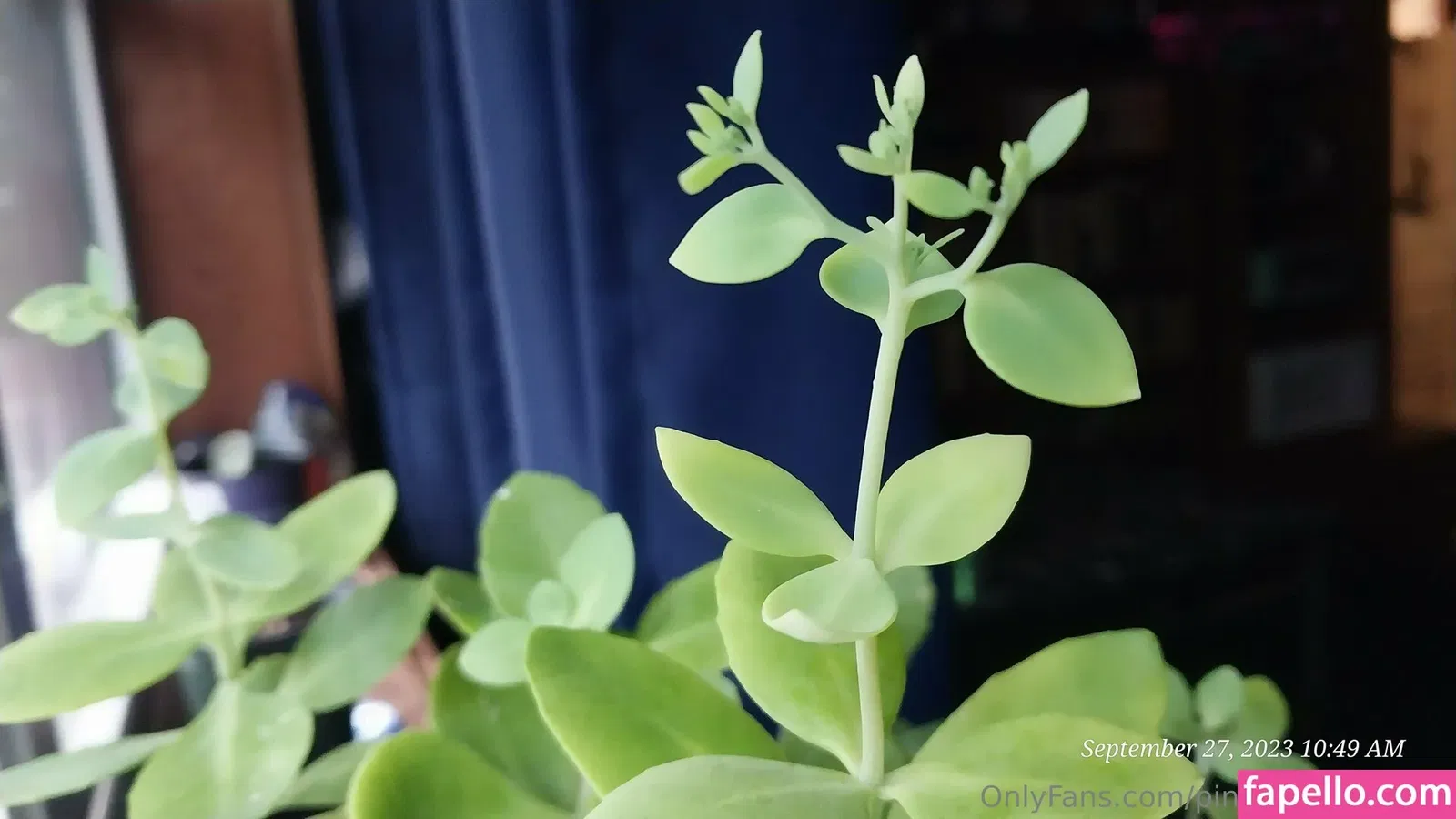 pinkplushieplants Onlyfans Photo Gallery 