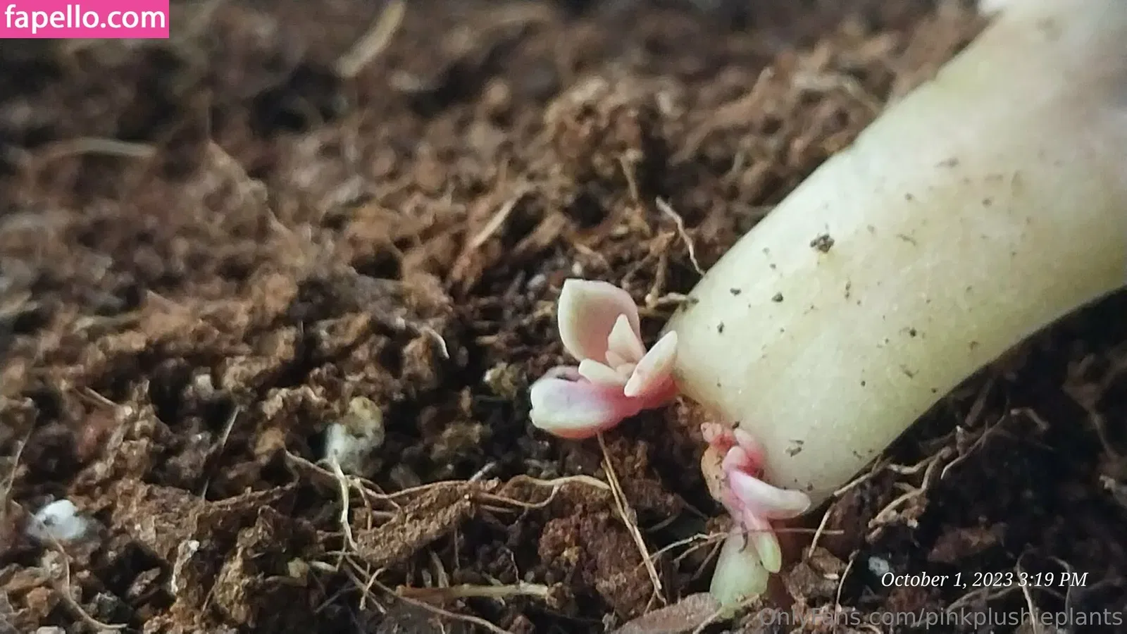 pinkplushieplants Onlyfans Photo Gallery 